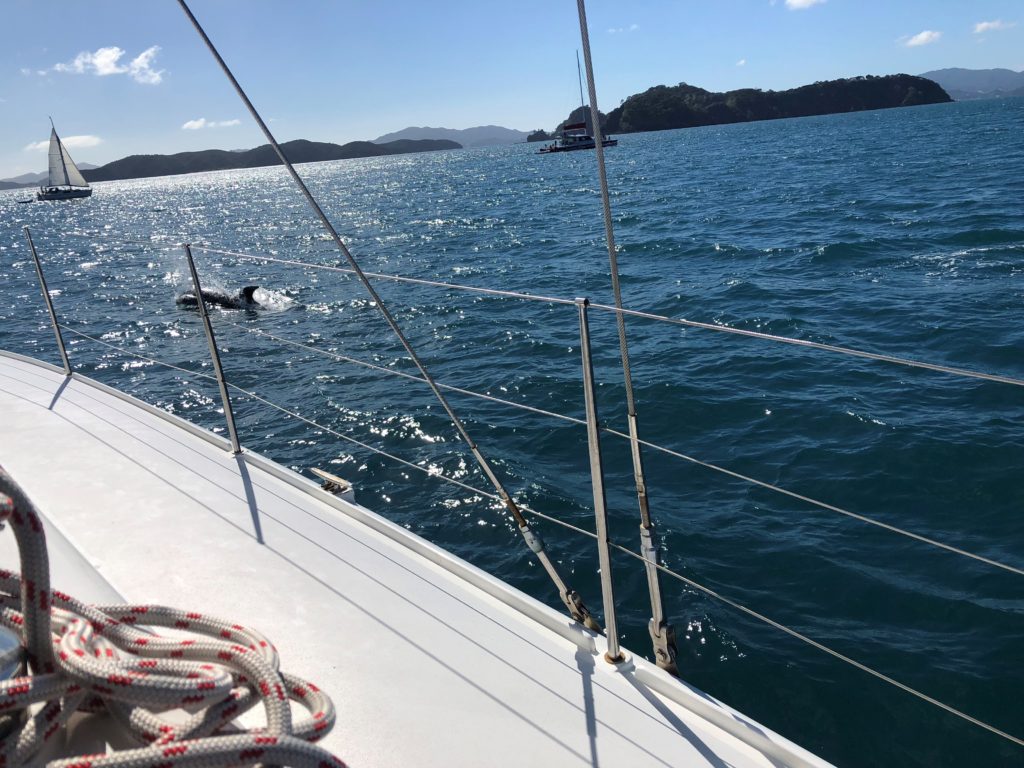 Catamaran Charters - Skippered or Bare Boat - Hauraki Gulf, Auckland